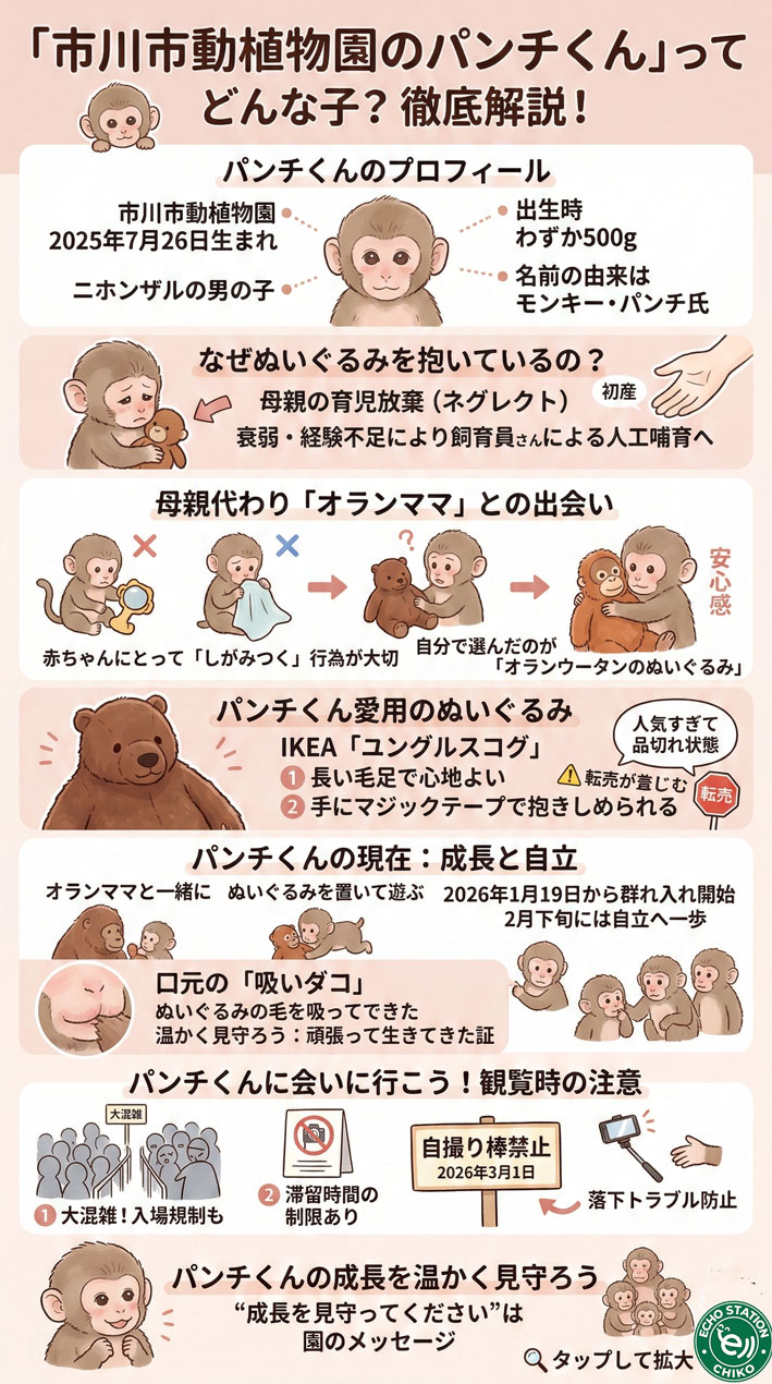 オランウータンのぬいぐるみを抱く子ザルのすべてがわかるインフォグラフィック