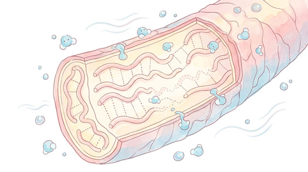 顕微鏡で見た髪の毛の断面と水分の浸入を示すイラスト